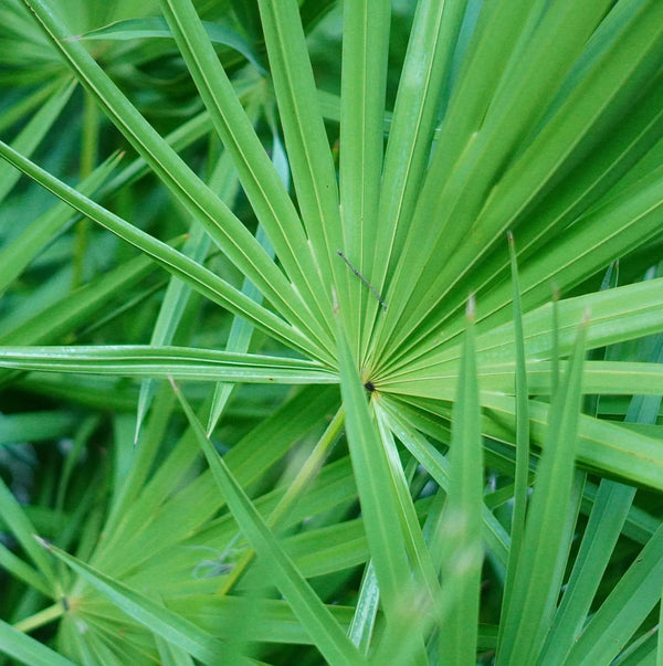 Saw Palmetto (200 mg)